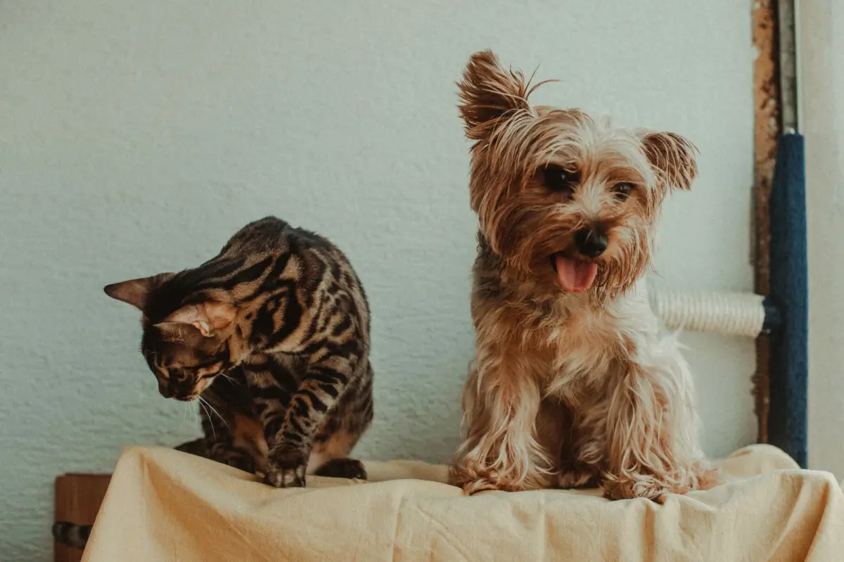 Gato e cachorro pequeno sentados lado a lado sobre uma manta