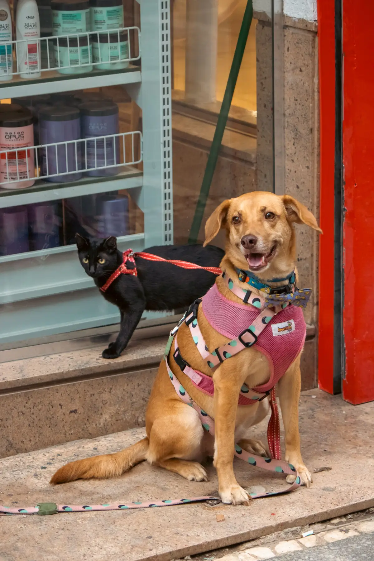 Cachorro caramelo de peitoral rosa e gato preto sentados na porta de uma loja