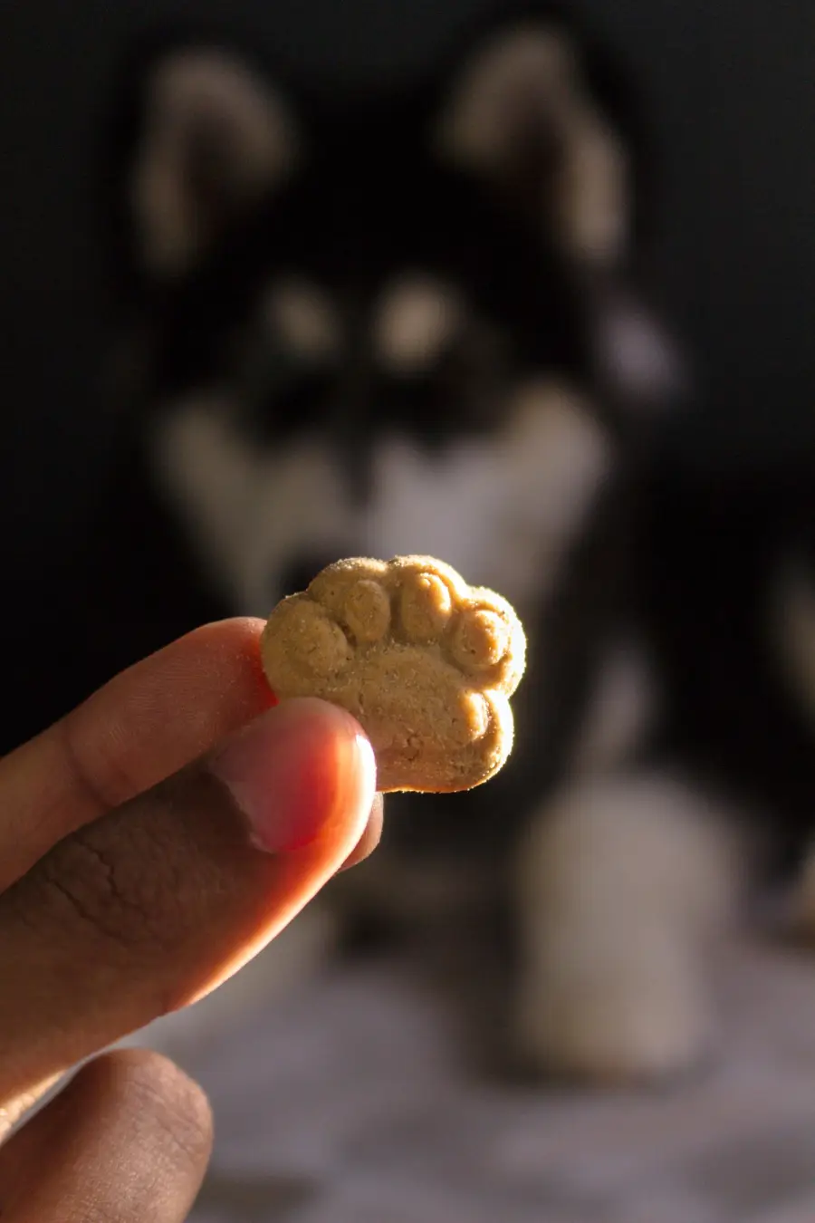 Mão segurando um petisco em formato de patinha, com um cachorro ao fundo
